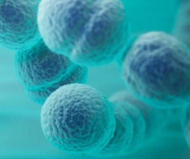 Imagen microscópica